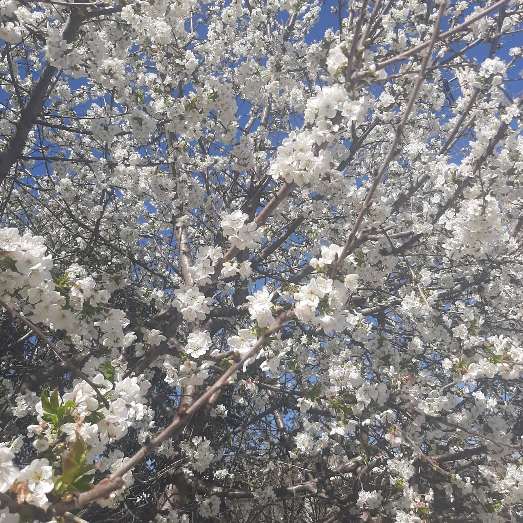 Αρχοντικό Παπανικολάου Villa Ligaria  Eksteriør billede
